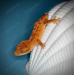 poss.0.1 Kronengecko - orange Tiger Cappuccino - Joker