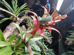 Asiatische Langnasennatter Gonyosoma Boulengeri NZ24