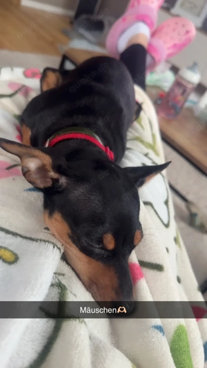zwerg pinscher 