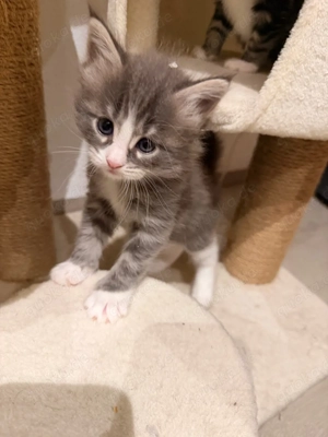 maine coon kitten