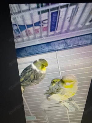 kanarienvogel Gloster Consort