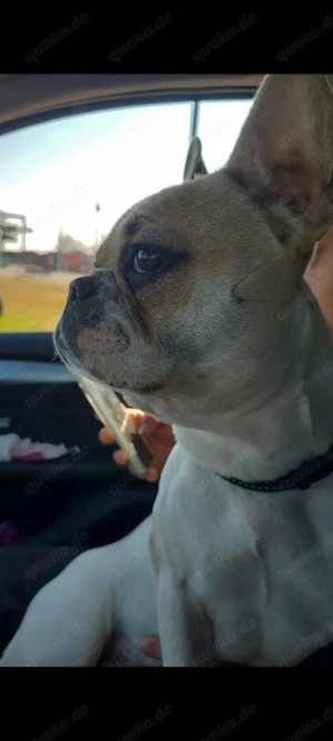 Französische Bulldogge Weibchen schweren Herzens zu verkaufen 
