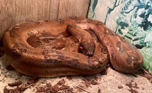 Feuerrote Boa c i Hypo Leopard 1.0 66%ph Blood