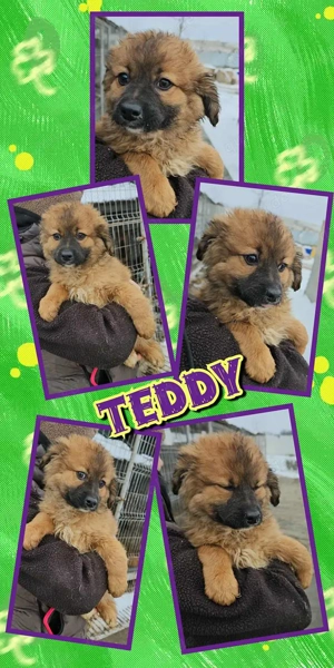 süßer Welpenjunge "Teddy" hast Du ein Körbchen frei für mich ?