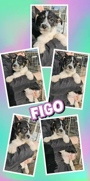 wunderschöner Welpenjunge "Figo" möchte endlich ausreisen und sucht ein Zuhause