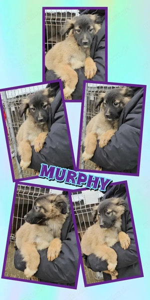 wunderschöner Welpenjunge "Murphy" ist auf der Suche nach seiner Familie