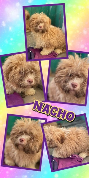 goldiger Welpenjunge "Nacho" möchte endlich ausreisen und sucht ein Zuhause