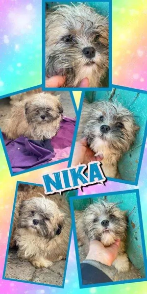 wunderschönes Welpenmädchen "Nika" ist auf der Suche nach einem eigenen Zuhause 