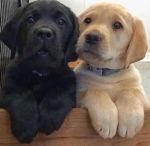 Schöne Hunde zu verkaufen 