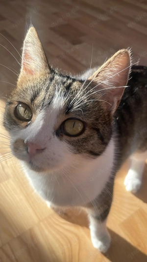 Loki - Der tapfere Katzenmann auf der Suche nach seinem Für-Immer-Zuhause!