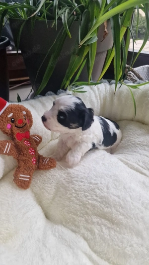 Zauberhafte Malteser-Havaneser Welpen 