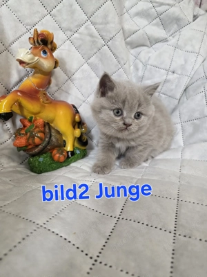 BKH   BLH Kitten   6 süße Fellnasen suchen liebevolle Familien 