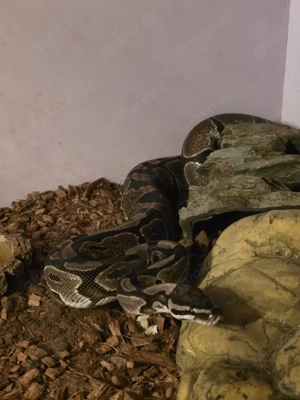 Königspython Komplettset