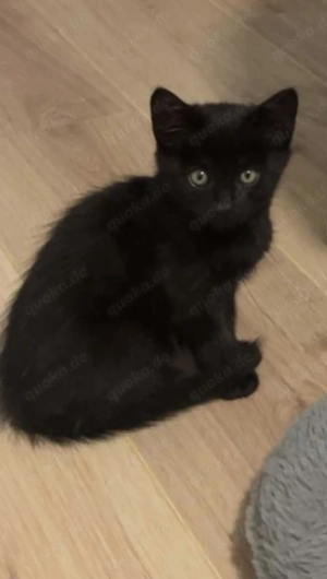 Verschmuste Babykatze sucht liebevolles Zuhause!