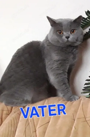 BKH   BLH Kitten   6 süße Fellnasen suchen liebevolle Familien 