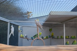 Wellensittiche abzugeben Bild 2