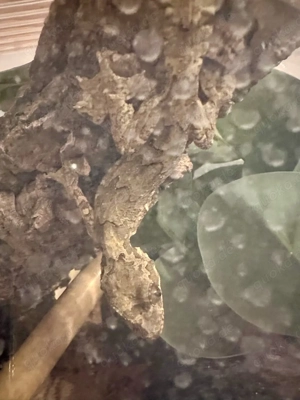 Ptychozoon kuhli, Kuhls-Faltengecko CBB 2025, weiblich abzugeben