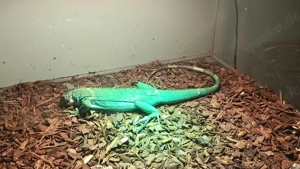 blauer Leguan, iguana iguana blue