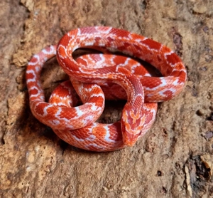 RF Amel Tessera, RF Amel