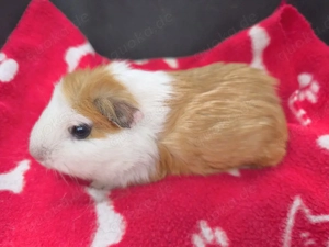 Weibliche Meerschweinchen Babys 