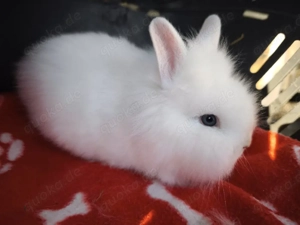 Zwerghasen, Löwenkopf, Farbenzwerg Babys