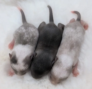 süsse rennmausbabys suchen dich 