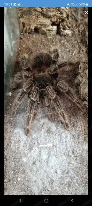 weibliche Brasilianische Riesenvogelspinne 