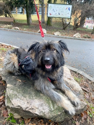 Wuscheliger Grey sucht seine Familie