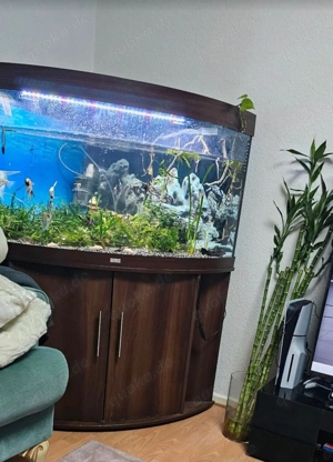 Aquarium 135   78 Bild 5