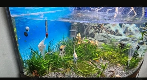 Aquarium 135   78 Bild 4