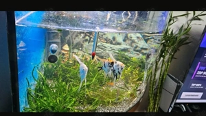 Aquarium 135   78 Bild 3