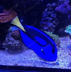 Paletten-Doktorfisch (Paracanthurus hepatus) 