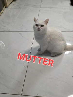 BKH-Mix Kitten   5 kleine Herzensbrecher suchen ihr Zuhause   