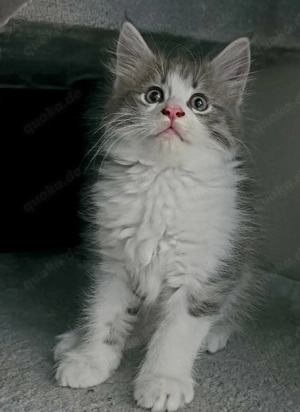 Maine Coon Kater   letzter aus dem Wurf