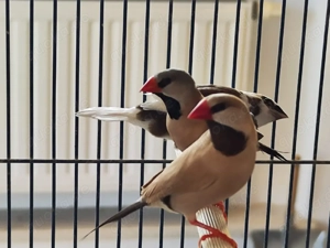 Spitzschwanzamadinen Hahn isabelfarben 