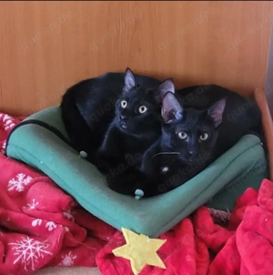 Tom & Ruby Tolle Lackfellchen suchen spannende Familie