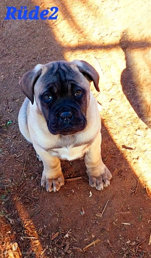 Cane Corso  Bullmastiff Welpen 