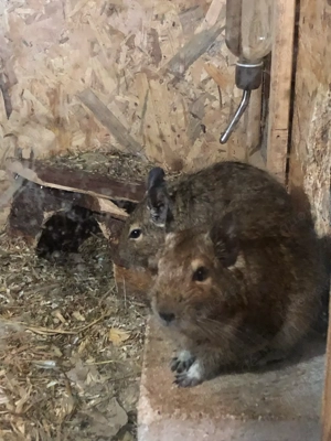 3 Degus abzugeben (umsonst!)
