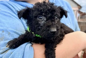 Zuckersüßer Iggy sucht Heim mit Garten