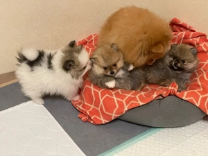 pomeranien zwergspitz 