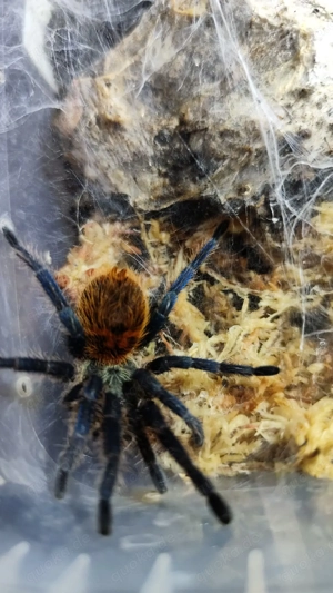 Vogelspinnen verschiedene zur Abgabe Mannheim 