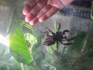 psalmopoeus irminia Venezuela Ornament Vogelspinne