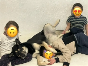 2. Jährige Familien Mischlings Hündin