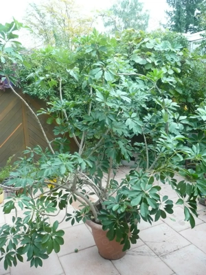  Große  Strahlenaralie 