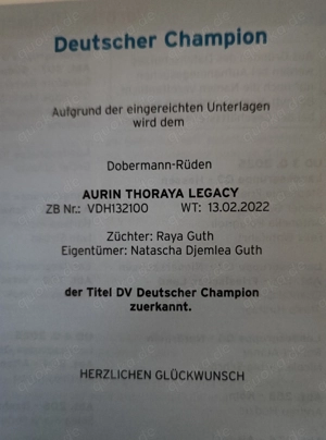 Dobermann Welpen vom FEUERKREIS.  VDH-DV Zucht