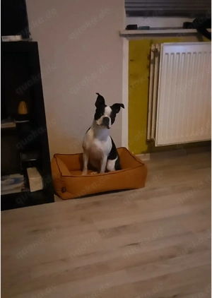 Wunderschöne Bosten Terrier Hündin 