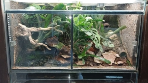 Tropenterrarium 60x40x40 Bild 2