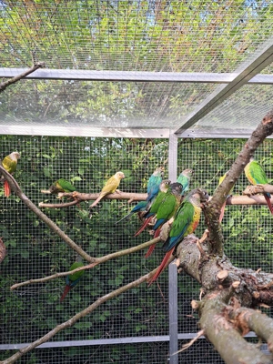 Grünwangenrotschwanzsittiche abzugeben  Bild 5