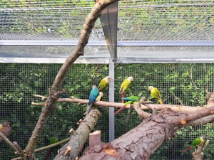 Grünwangenrotschwanzsittiche abzugeben  Bild 4