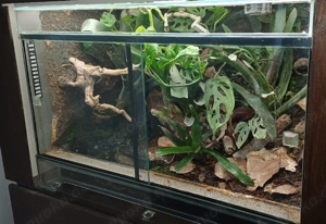Tropenterrarium 60x40x40 Bild 4